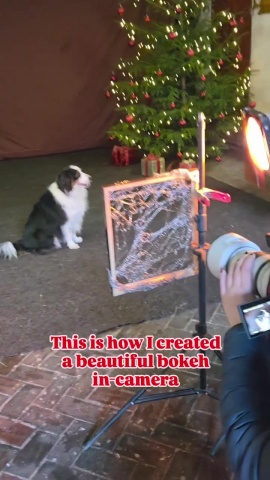 攝影-寵物拍攝.mp4