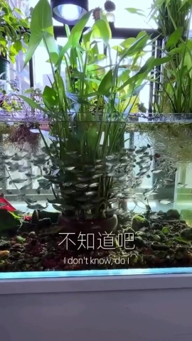 水族魚缸水培茨菇淨化水質